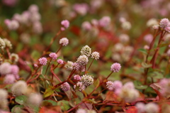 公園の花
