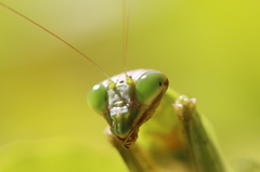 オオカマキリの横顔