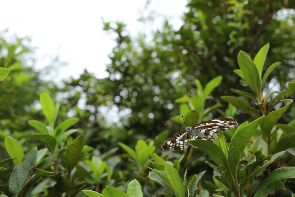 茂みのホシミスジ