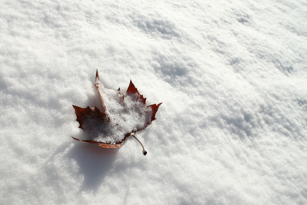 雪原の落葉