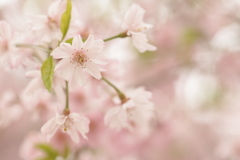 淡い枝垂れ桜