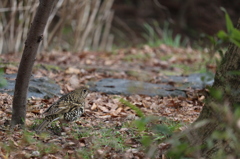 池を離れて