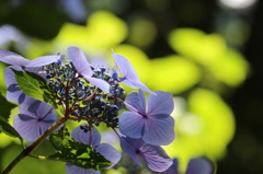 木漏れ日の紫陽花