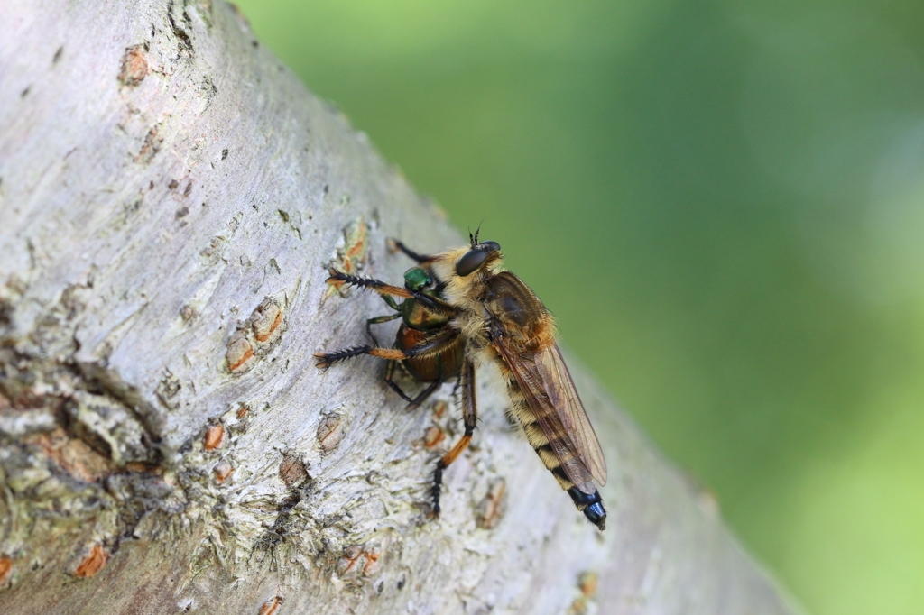 獲物を捕らえたシオヤアブ