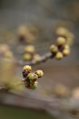 桜の蕾