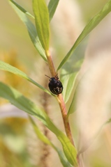 背高泡立草の亀虫