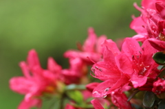ツツジの花