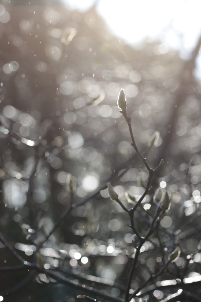 雨に濡れる輝く冬芽