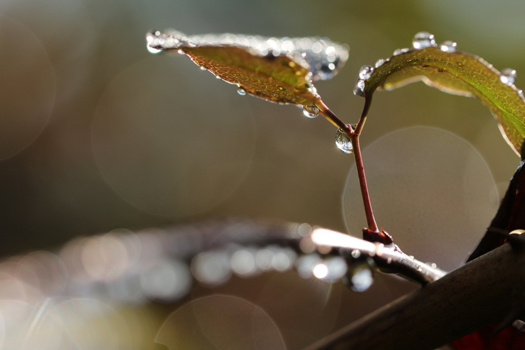 雨上がりの茂み