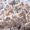 満開のソメイヨシノ