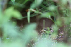 湿地のトノサマガエル