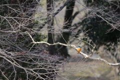 池のほとり