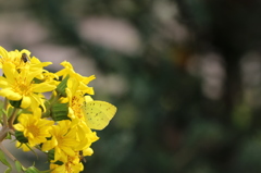 植物園の生き物達　4