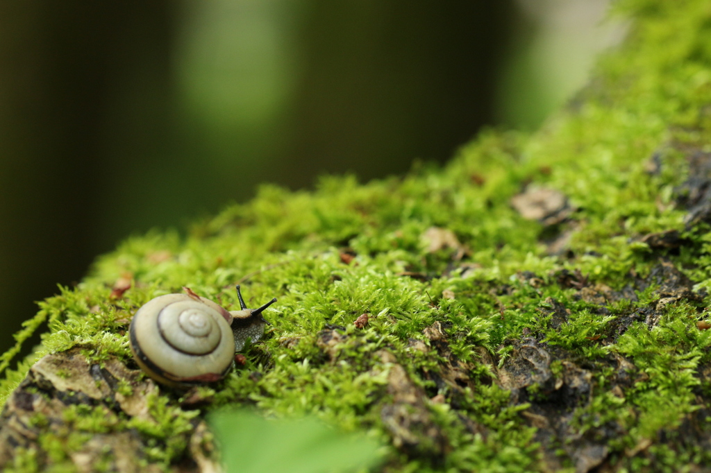 苔上のカタツムリ