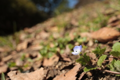 斜面の青花