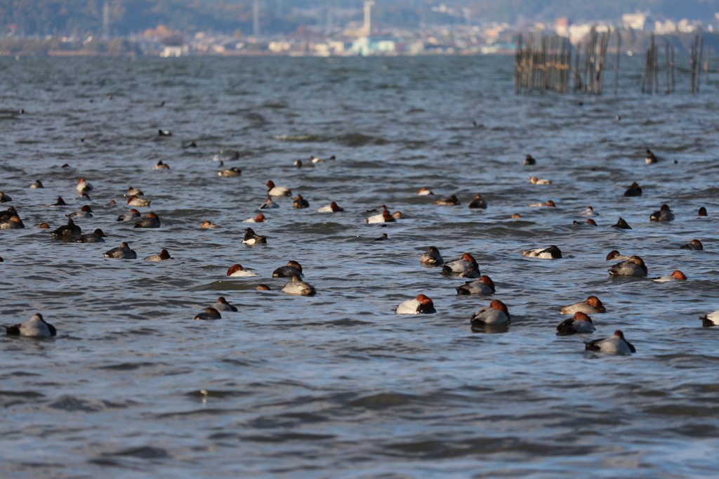 湖岸の水鳥