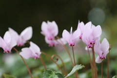 植物園の花々　14