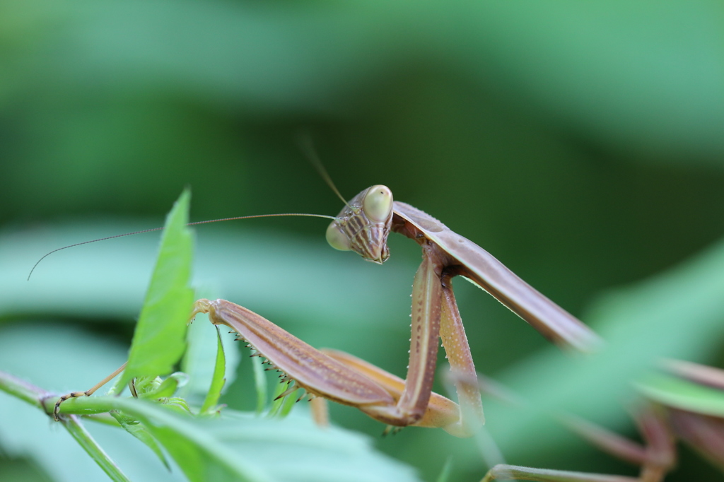 見返りのカマキリ