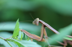 見返りのカマキリ