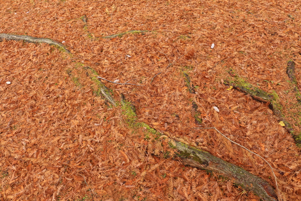 メタセコイアの根元