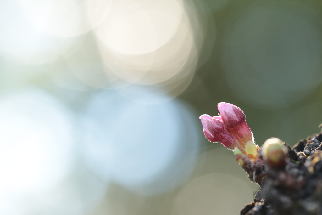 胴咲きの蕾