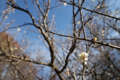 青空の梅林
