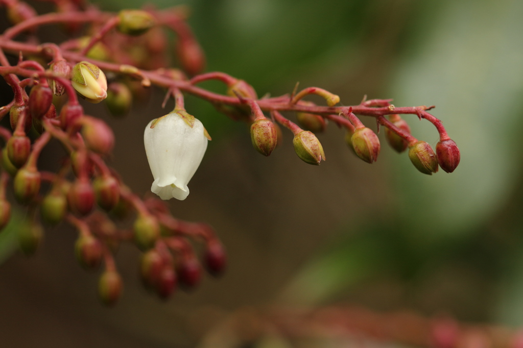 馬酔木の花