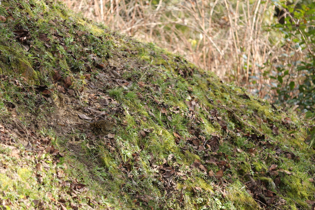 獣道のトラツグミ