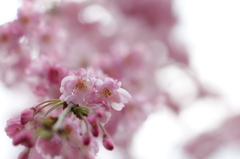 枝垂れ桜