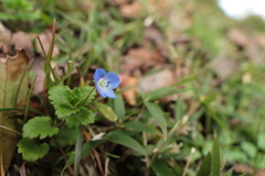 斜面の青花