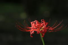 木陰の彼岸花