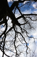 空の枝