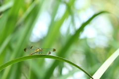 黄菖蒲のマユタテアカネ♀