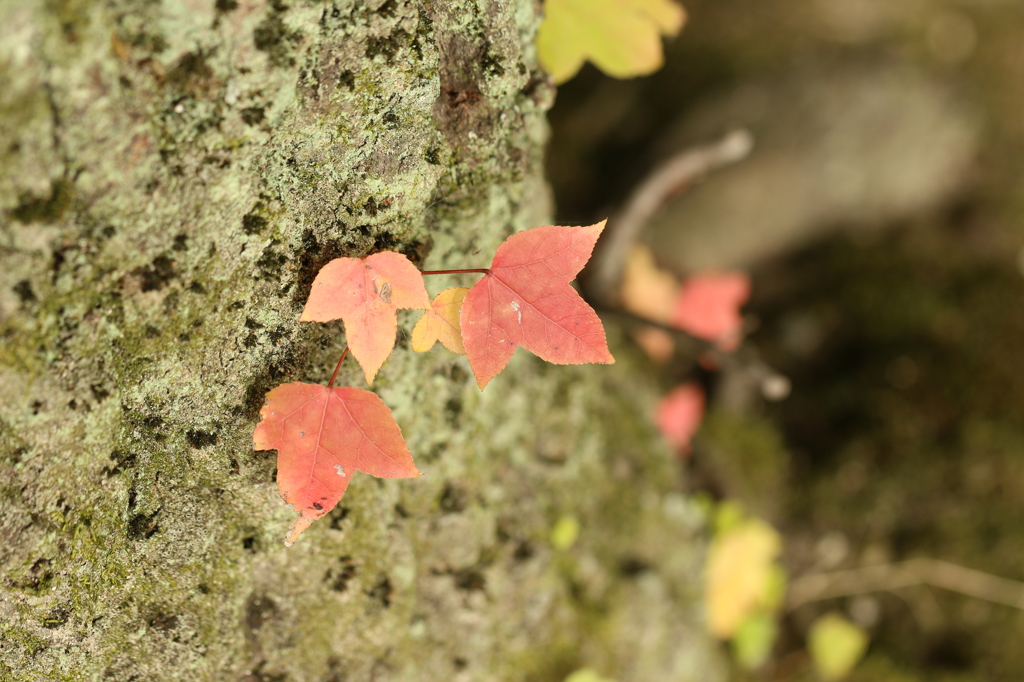 フウの紅葉