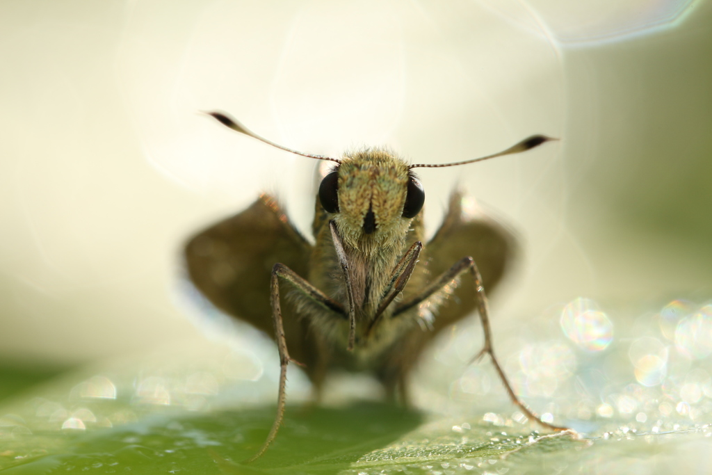 チャバネセセリの正面顔