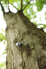 樹皮のコメツキムシ