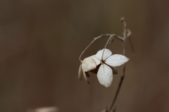 枯紫陽花