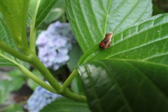 紫陽花のアカイラガ