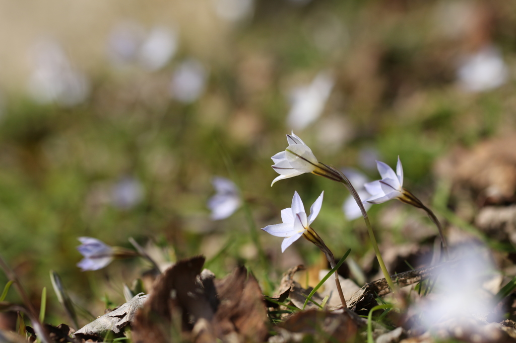 ハナニラの花々