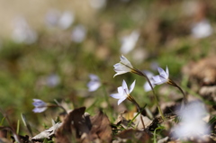 ハナニラの花々