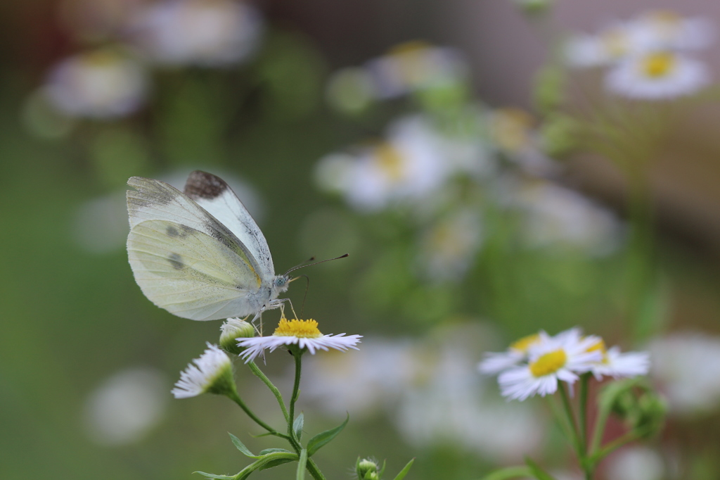 ヒメジョオンのモンシロチョウ