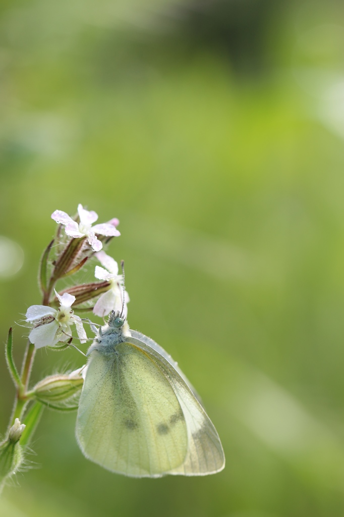 シロバナマンテマのモンシロチョウ