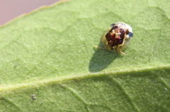 メタリックな虫