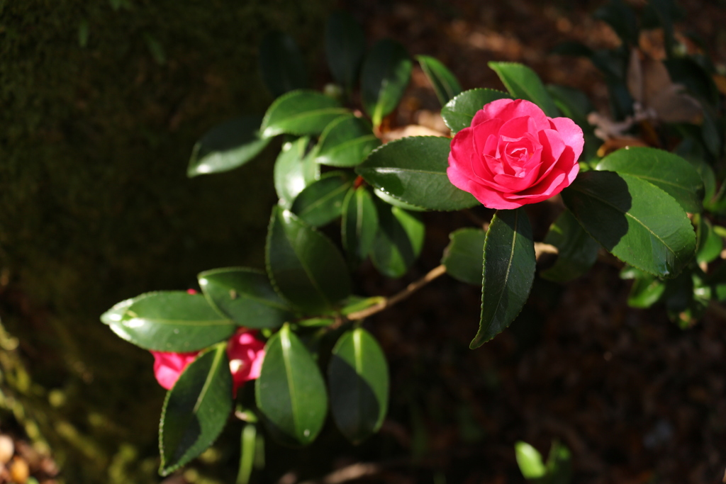 サザンカの花