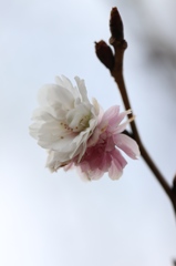 植物園の花々　その5