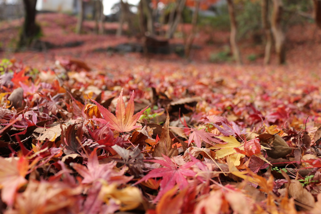 地面の紅葉