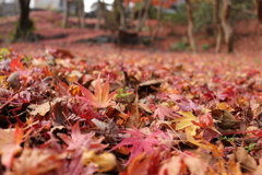 地面の紅葉