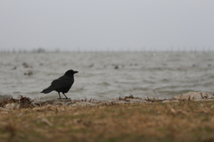 湖岸のカラス