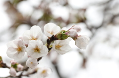 枝先の桜