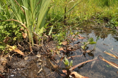 湿地のトノサマガエル